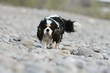 CAVALIER KING CHARLES 241